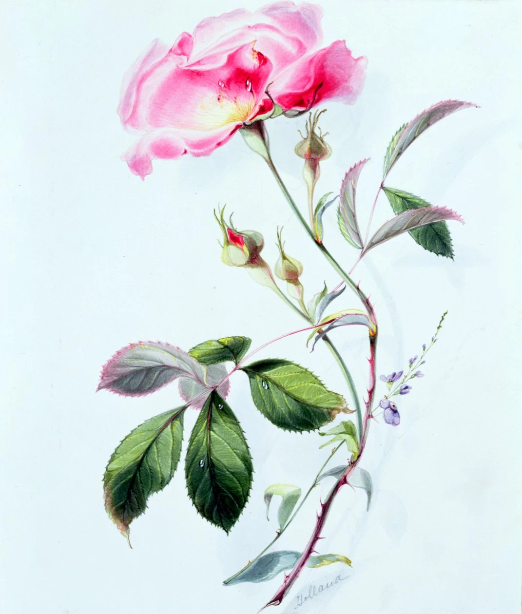 Una rosa